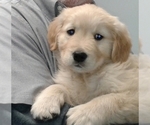 Small Photo #2 Golden Retriever Puppy For Sale in LIVONIA, MI, USA