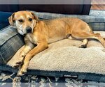 Small Photo #5 Beagle-Unknown Mix Puppy For Sale in Rockaway, NJ, USA