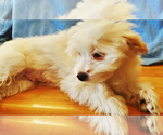 Small Photo #2 Maltipoo Puppy For Sale in AMITY, AR, USA