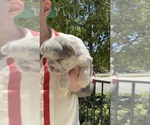 Small #8 French Bulldog