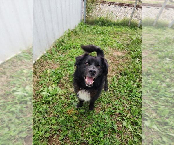 Medium Photo #5 Border Collie-Unknown Mix Puppy For Sale in Evansville, IN, USA