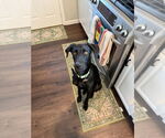 Small #4 Labrador Retriever Mix