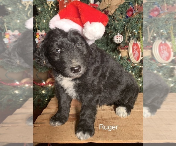 Medium Photo #20 F2 Aussiedoodle Puppy For Sale in ARBA, IN, USA