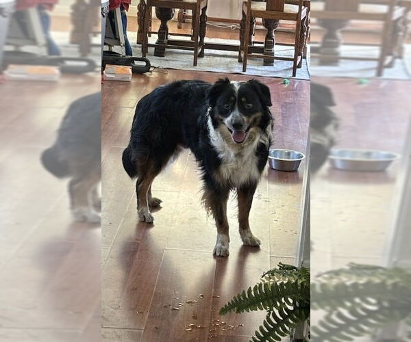 Medium Photo #2 Australian Shepherd-Unknown Mix Puppy For Sale in Winter Park, CO, USA