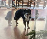 Small #1 Australian Shepherd Mix