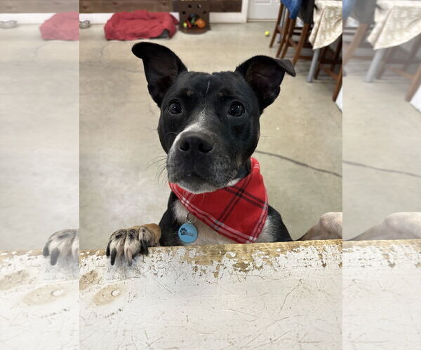 Medium Photo #9 Mutt Puppy For Sale in Rockaway, NJ, USA