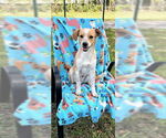 Small #15 Cocker Spaniel-Jack Russell Terrier Mix