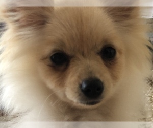 Pomeranian Puppy for sale in BELWOOD, NC, USA