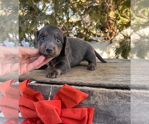 Dachshund Puppy for sale in MIDDLEBURY, IN, USA