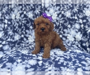 Cavapoo Puppy for sale in LAKELAND, FL, USA