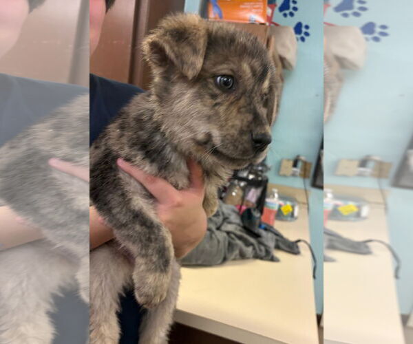 Medium Photo #2 Australian Shepherd-Rottweiler Mix Puppy For Sale in Amarillo, TX, USA