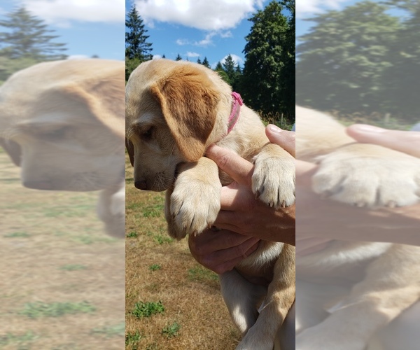 Medium Photo #7 Labrador Retriever Puppy For Sale in OLYMPIA, WA, USA