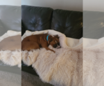Small #12 American Staffordshire Terrier-Boxer Mix