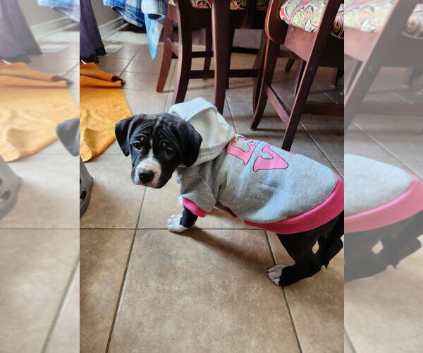 Medium Photo #2 Boxer Puppy For Sale in Brights Grove, Ontario, Canada