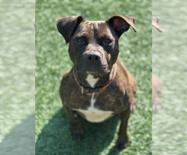 Medium Photo #2 American Bulldog-Mountain Cur Mix Puppy For Sale in New Orleans, LA, USA