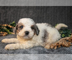 Puppy Donny Bernedoodle (Miniature)