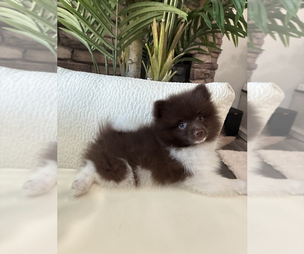 Medium Photo #5 Pomeranian Puppy For Sale in BAKERSFIELD, CA, USA
