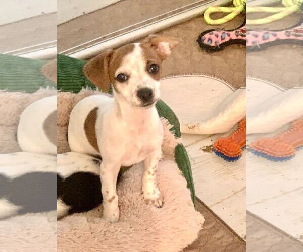 Medium Photo #1 Jack Chi Puppy For Sale in Santa Clarita, CA, USA