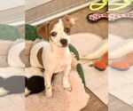 Small Jack Chi