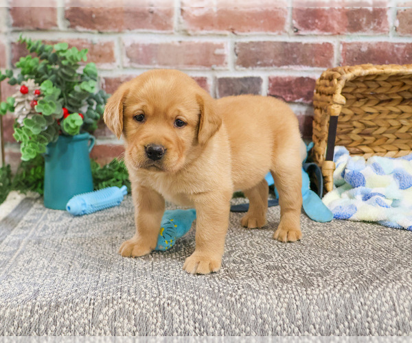 Medium Photo #5 Labrador Retriever Puppy For Sale in SYRACUSE, IN, USA