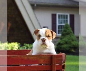 English Bulldog Puppy for sale in BERNVILLE, PA, USA