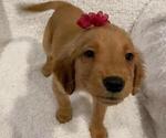 Small Golden Retriever