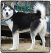 Small Photo #1 Siberian Husky Puppy For Sale in QUINLAN, TX, USA