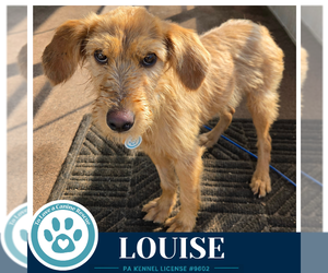 Golden Retriever-Unknown Mix Dogs for adoption in Kimberton, PA, USA