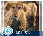 Louise 101726 - Female Golden Retriever-Unknown Mix Dog for Adoption - Small photo