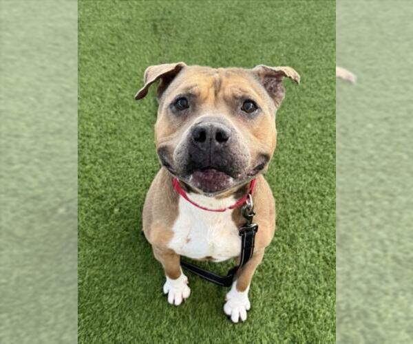 Medium Photo #2 Mutt Puppy For Sale in Las Vegas, NV, USA