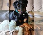 Small #4 Doberman Pinscher