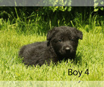 Image preview for Ad Listing. Nickname: Baby Shadow