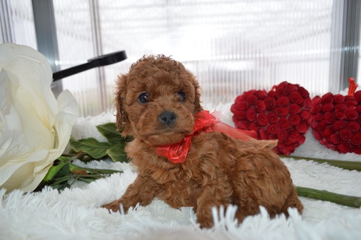Medium Photo #4 Cavapoo Puppy For Sale in HONEY BROOK, PA, USA