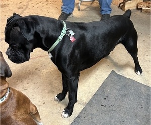 Father of the Boxer puppies born on 08/17/2025