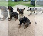 Small Photo #8 Texas Heeler Puppy For Sale in PAOLA, KS, USA