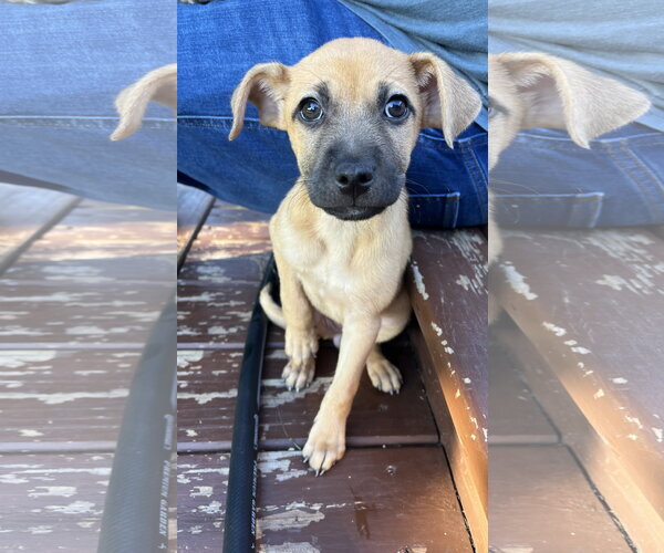 Medium Photo #1 Mutt Puppy For Sale in New London, WI, USA
