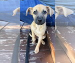 Maple - Female Mutt Dog for Adoption - Small photo