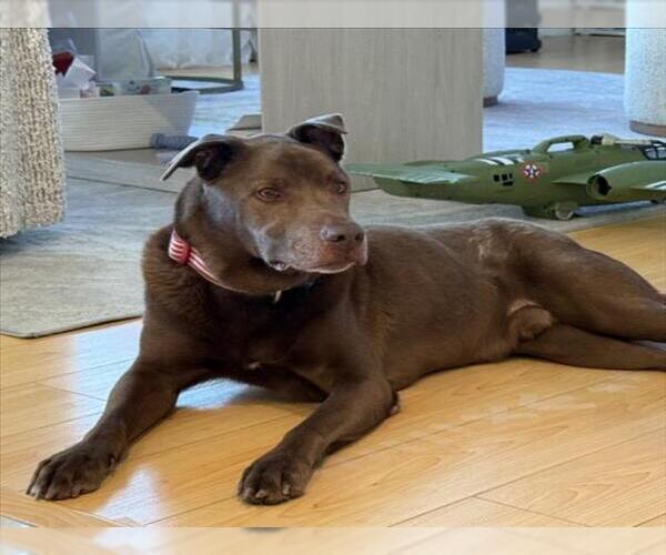 Medium Photo #1 Labrador Retriever-Unknown Mix Puppy For Sale in Las Vegas, NV, USA