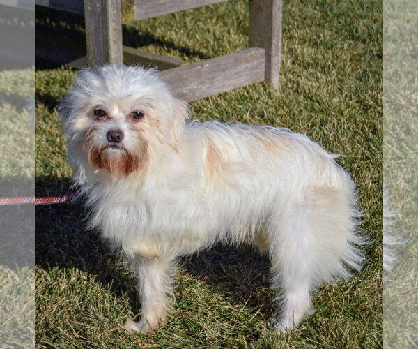 Medium Photo #2 Maltese-Unknown Mix Puppy For Sale in Huntley, IL, USA