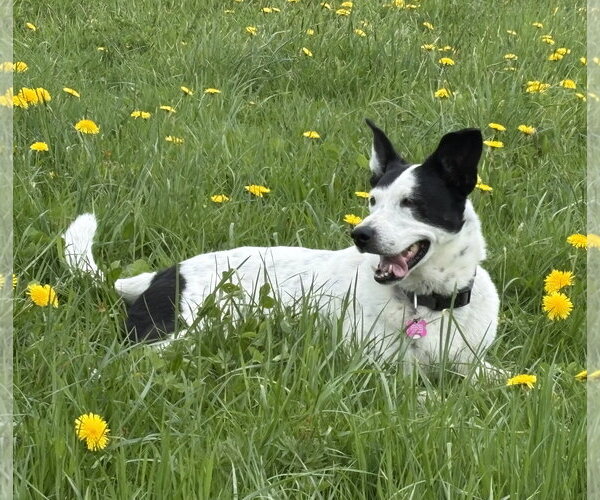 Medium Photo #9 Mutt Puppy For Sale in Rootstown, OH, USA