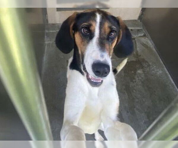 Medium Photo #1 English Foxhound-Unknown Mix Puppy For Sale in Orange, CA, USA