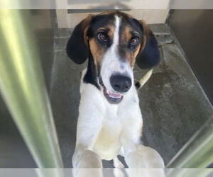 English Foxhound-Unknown Mix Dogs for adoption in Orange, CA, USA