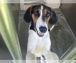 Small English Foxhound Mix
