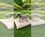 Small Photo #3 Shih Tzu Puppy For Sale in Weston, FL, USA