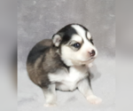 Small Photo #31 Pomsky Puppy For Sale in RAMONA, CA, USA