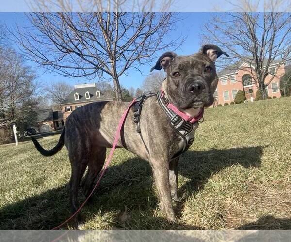 Medium Photo #7 American Pit Bull Terrier Puppy For Sale in Rockville, MD, USA