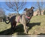 Small #6 American Pit Bull Terrier