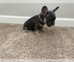 Small Photo #2 French Bulldog Puppy For Sale in FAIRBURN, GA, USA
