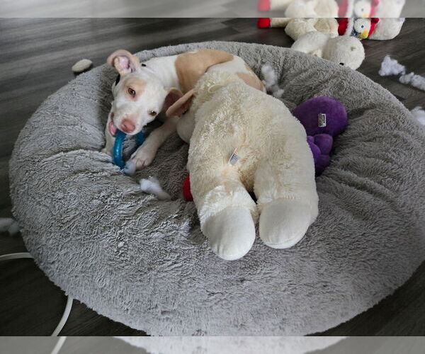 Medium Photo #2 American Staffordshire Terrier-Unknown Mix Puppy For Sale in Dana Point, CA, USA