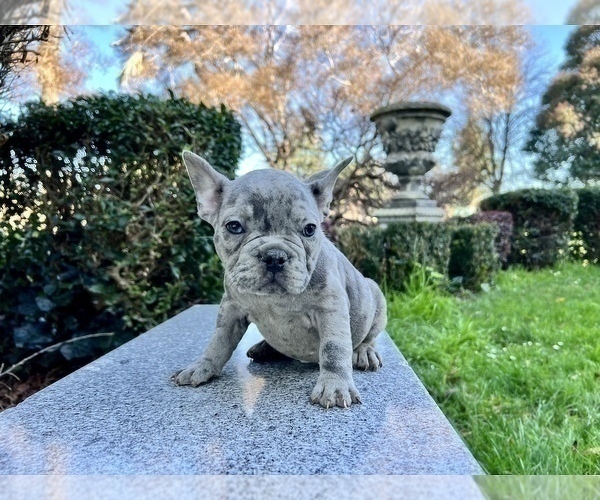 Medium Photo #211 French Bulldog Puppy For Sale in HAYWARD, CA, USA